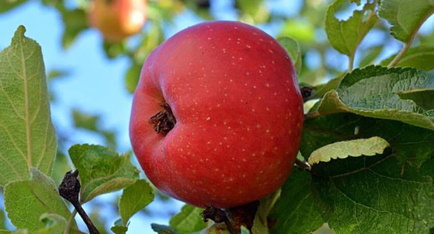 Az alma egészségügyi hatása